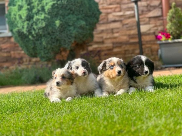 Border collie