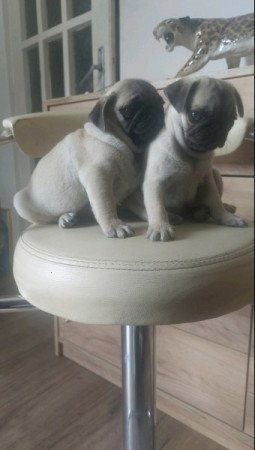 Mopsz