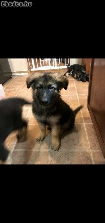 German shepherd puppies
