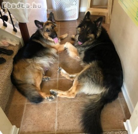 German shepherd puppies