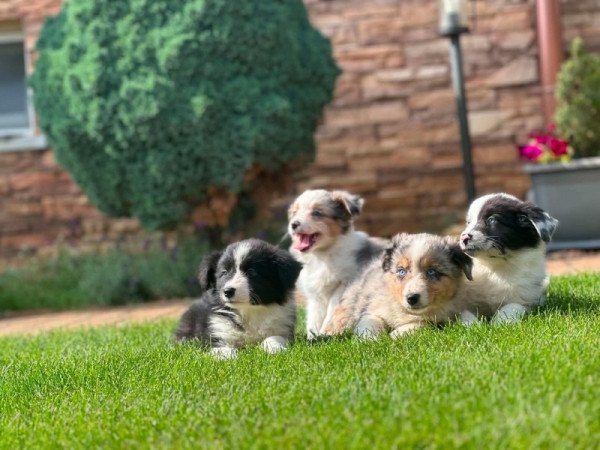 Border collie