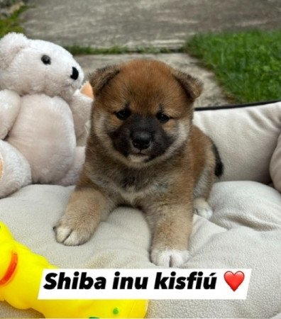 Shiba inu