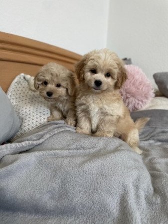 Maltipoo maltai selyem es toy torpe uszkar