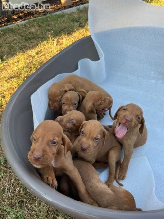 Hungarian vizle puppies