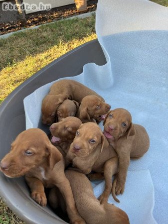 Hungarian vizle puppies