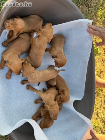 Hungarian vizle puppies