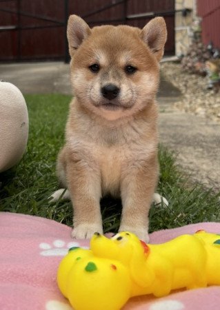 Shiba inu