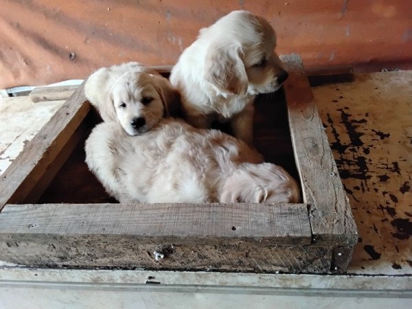golden retriever
