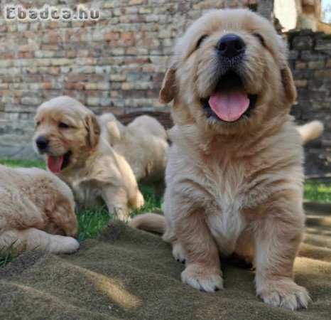 Eladó golden retriever