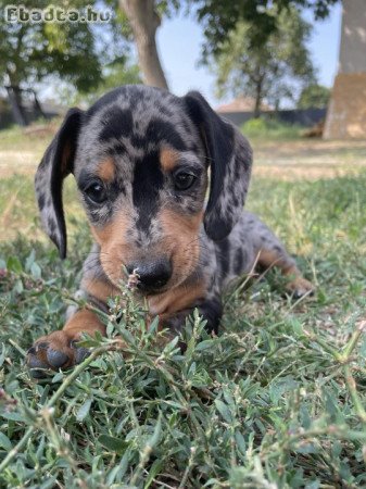 Harlekin törpe tacskó