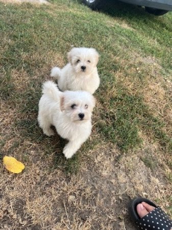 Coton de tulear