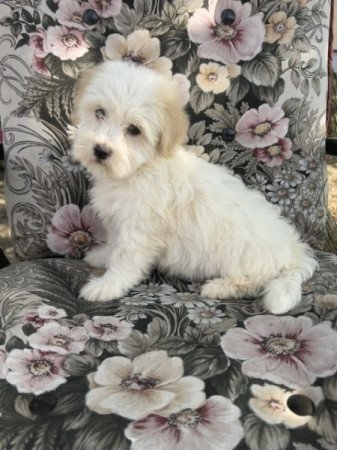 Coton de tulear