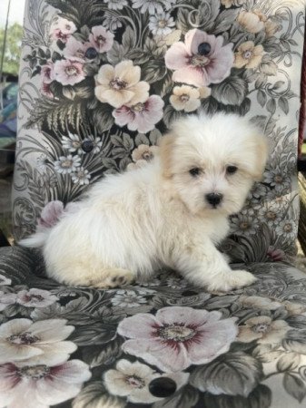 Coton de tulear