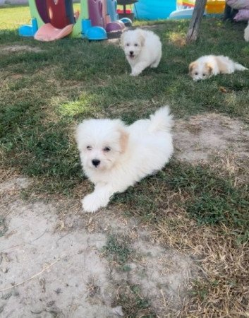 Coton de tulear