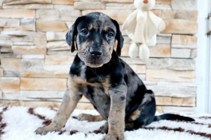 Catahoula Leopárdkutya