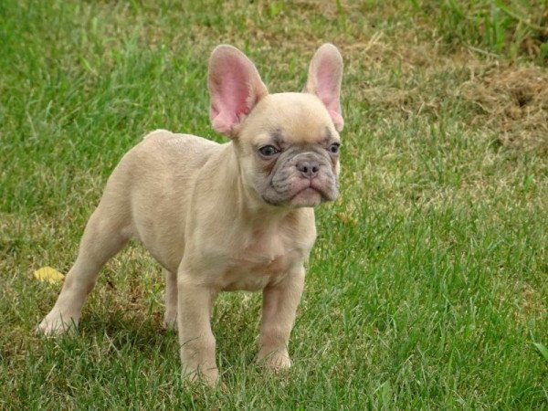 Francia bulldog