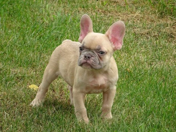 Francia bulldog