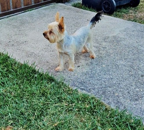 yorkshire terrier