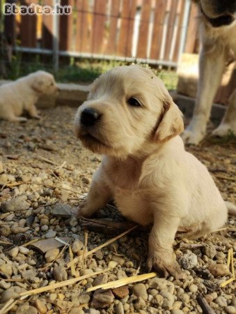 Golden retriever fajtatiszta jellegű kiskutyàk