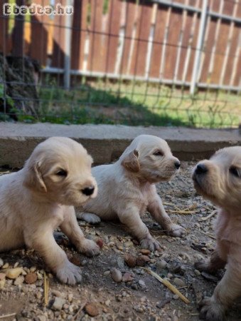 Golden retriever fajtatiszta jellegű kiskutyàk