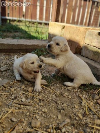 Golden retriever fajtatiszta jellegű kiskutyàk