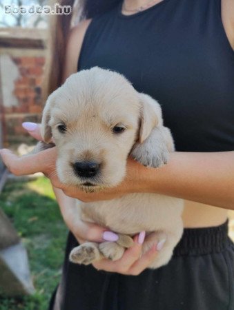 Golden retriever fajtatiszta jellegű kiskutyàk