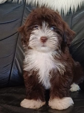 bichon havanese