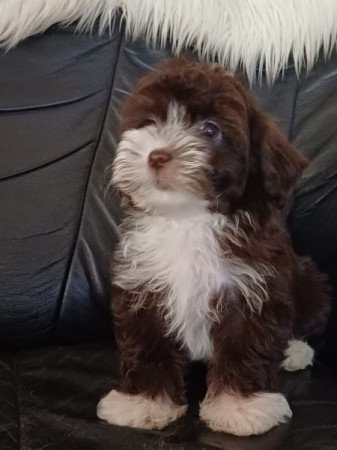 bichon havanese