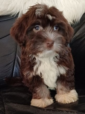 bichon havanese