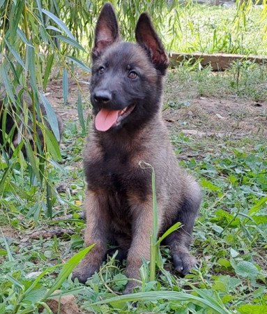 Belga juhász malinois