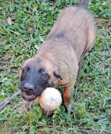 Belga juhász malinois