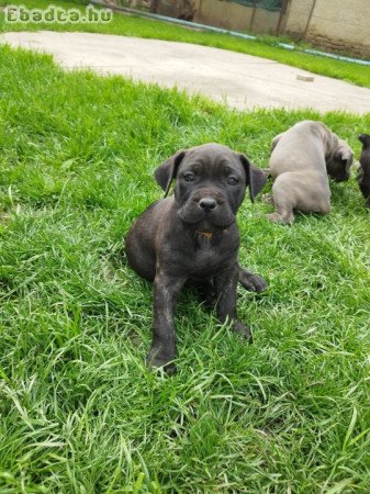 Cane corso kölyök