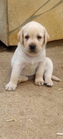 Labrador retriever