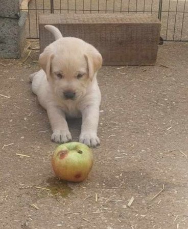 Labrador retriever