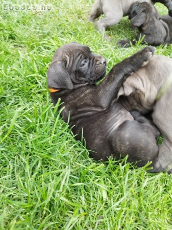 Cane corso kölyök