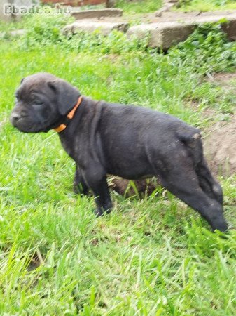 Cane corso kölyök