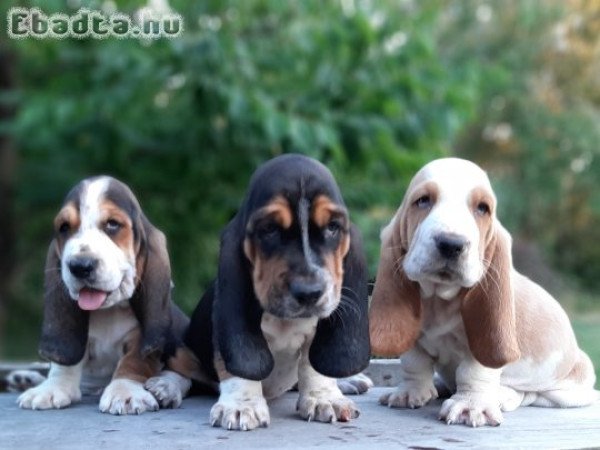 eladó basset hound kölykök bicolor és tricolor