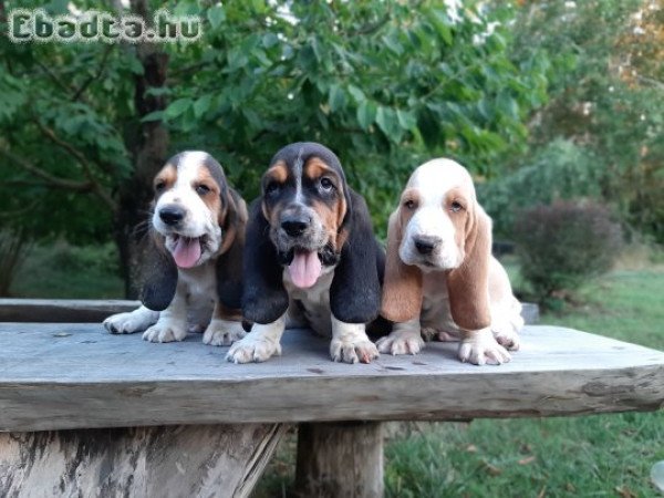 eladó basset hound kölykök bicolor és tricolor