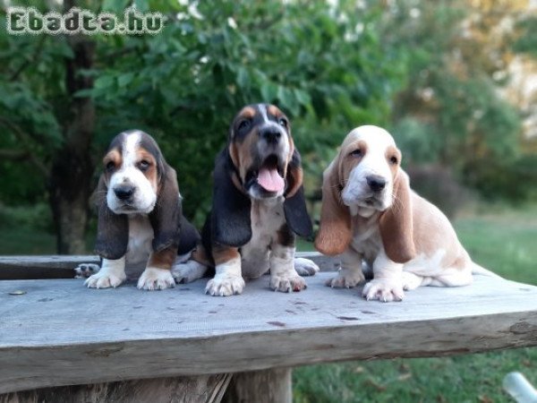 eladó basset hound kölykök bicolor és tricolor