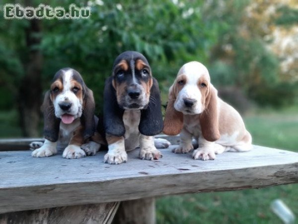 eladó basset hound kölykök bicolor és tricolor