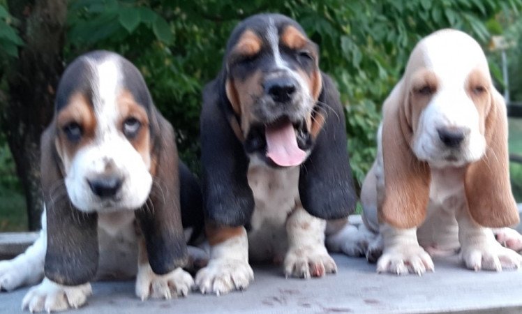 basset hound