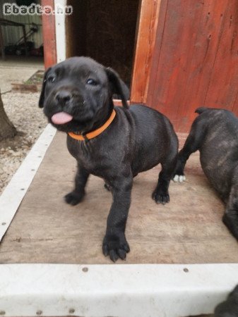 Cane corso kölyök