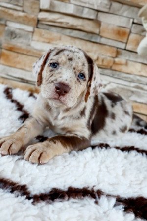 Catahoula Leopárdkutya