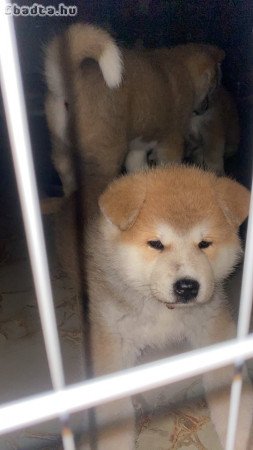 Japanese Akita puppies