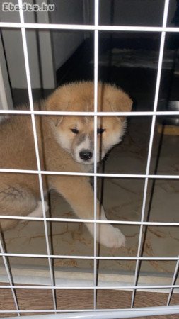 Japanese Akita puppies