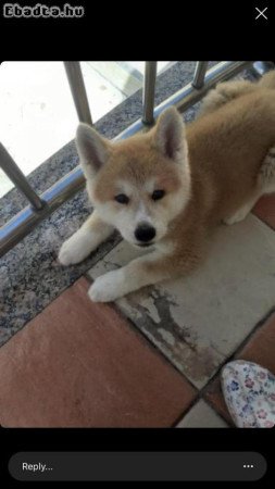 Japanese Akita puppies