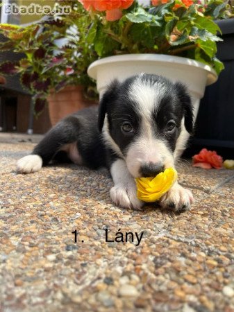 Border collie