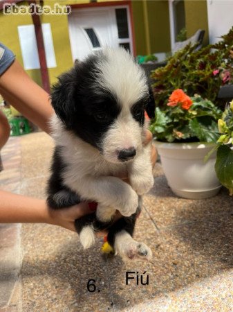 Border collie