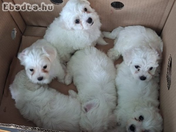 Bichon Bolognese