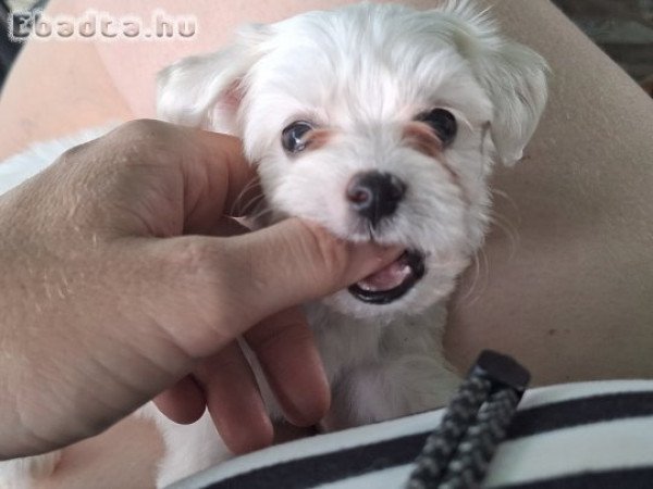 Bichon Bolognese